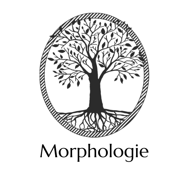 Morphologie